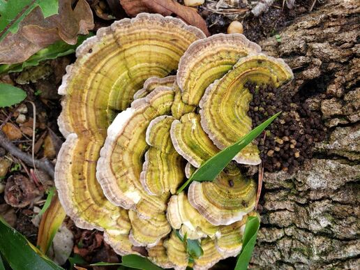 Gilled Polypore Fungus